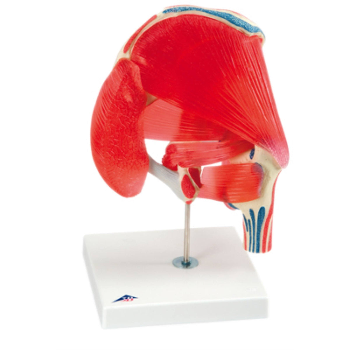6-Part Anatomical Hip Joint Model S28883